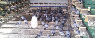 幼鴿適合吃什么飼料，谷類、豆類、新鮮蔬菜均可飼喂