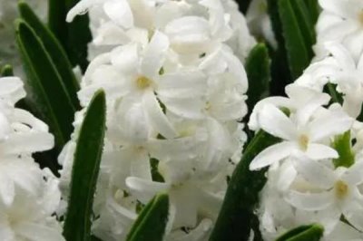 白色風(fēng)信子的花語是什么，寓意不敢表露的愛