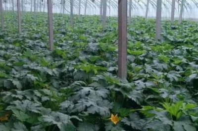 如何避免西葫蘆落花落果，溫度、光照都需要控制好