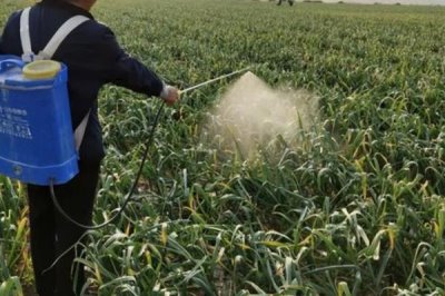 大蒜苗后用什么除草劑，可用精喹禾靈、二甲戊樂(lè)靈等