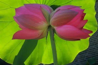 并蒂蓮的花語，寓意夫妻恩愛、兄弟和諧等