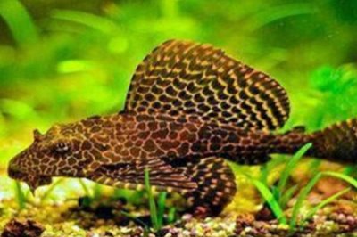 清道夫能和金魚混養(yǎng)嗎，不能和金魚混養(yǎng)