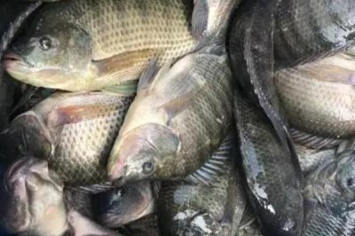 2號伊豆鉤可以釣多重的魚，適合垂釣不超過1斤的魚種