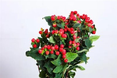 紅果金絲桃的花語，寓意嬌媚誘惑、迷信等