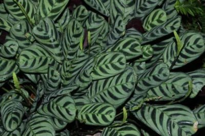 養(yǎng)殖箭羽竹芋的方法及注意事項(xiàng)，需使用疏松肥沃的腐殖土