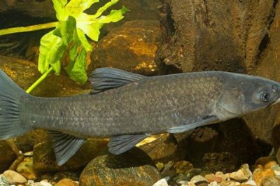 青魚最大能有多重，目前發(fā)現(xiàn)最大的青魚有114公斤
