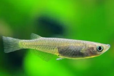 青鳉魚吃什么飼料，比較喜歡的就是動(dòng)物性飼料