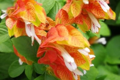 蝦衣花的養(yǎng)護(hù)方法，控制好光線及溫濕度