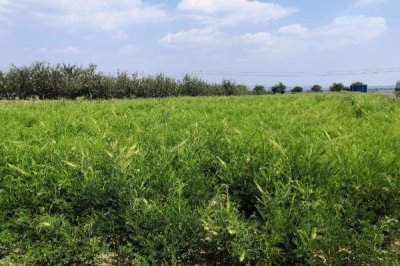 苦參的種植效益，目前種植一般可獲得可觀的利潤