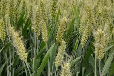 夏收時間，一般是5-6月份