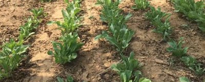 種植板藍根的成本，畝成本大約需要575元左右