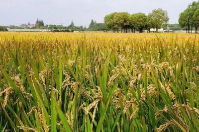 S1035水稻種子簡介，早造種植全生育期125天