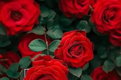 紅玫瑰2朵一般送給誰，通常送給戀人