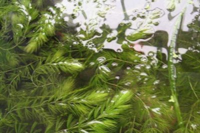 水產(chǎn)養(yǎng)殖中常用的水草有哪些，伊樂藻、輪葉黑藻、水葫蘆等都比較常見