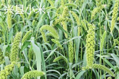 山西省山陰縣的特產(chǎn)，包括山陰油炸糕、山陰荷藕、山陰燕麥等種類