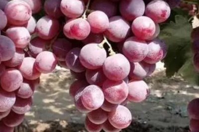 夏紅蜜葡萄的品種特點(diǎn)，超強(qiáng)抗病且絕不裂果