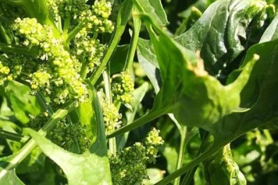 菠菜會(huì)開花嗎，養(yǎng)分充足或采收不及時(shí)會(huì)促使菠菜開花