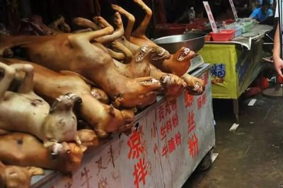 狗肉節(jié)是什么，吃狗肉的節(jié)日