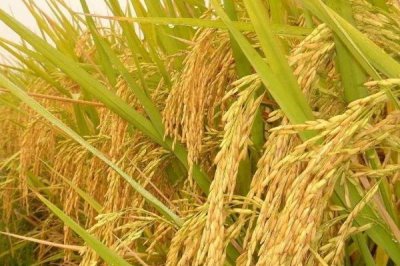 深兩優(yōu)858水稻種子特點(diǎn)，每畝有效穗數(shù)16.6萬穗