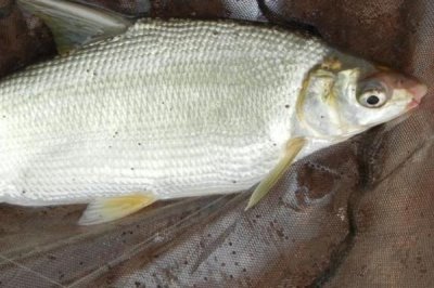 0.8號子線可以釣多大的魚，適合垂釣1-2斤的魚種