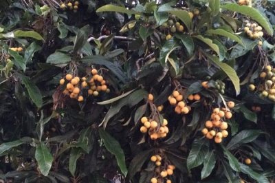 枇杷蘋(píng)果密蠣蚧，剛開(kāi)始為害時(shí)葉片后為害枝條