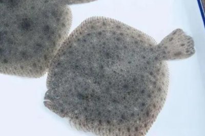 多寶魚常見(jiàn)病害怎么防治，需根據(jù)具體防治對(duì)象采取措施