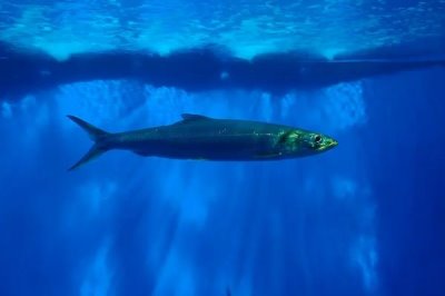 大海鰱是什么，是咸淡水重要養(yǎng)殖魚類之一