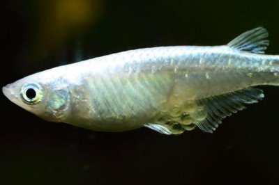 青鳉魚吃什么飼料，比較喜歡的就是動(dòng)物性飼料