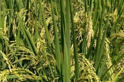 恒祥糯10號(hào)水稻種簡(jiǎn)介，每畝尿素10千克并加拌除草劑