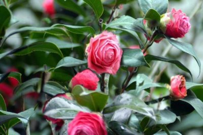 茶花的主產(chǎn)地，我國(guó)茶花主產(chǎn)于云南