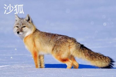 狐貍的食物，主要捕食鼠類、魚類、蛙類等動物