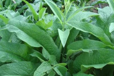 牧草飼料如何貯藏,搭建存儲(chǔ)平臺(tái)進(jìn)行貯藏