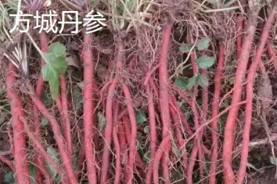 河南省駐馬店市的特產(chǎn)，包括平輿白芝麻、正陽三黃雞、正陽花生等種類