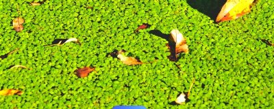 浮萍的寓意，寓意隨波逐流