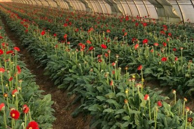 2017年種什么比較賺錢(qián)，種植山藥利潤(rùn)可觀(guān)