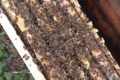 養(yǎng)殖中蜂如何預防盜蜂，可將蜂群發(fā)展成強群
