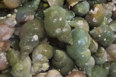 翡翠螺的產(chǎn)地，主產(chǎn)于大西洋西部海域