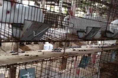 養(yǎng)殖兔子的前景，目前來看前景廣闊