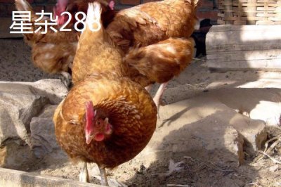 產(chǎn)蛋率高的母雞品種，因地制宜很重要