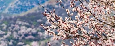 伊犁吐?tīng)柛踊ǖ幕ㄆ跁r(shí)間，在3-4月份開(kāi)花