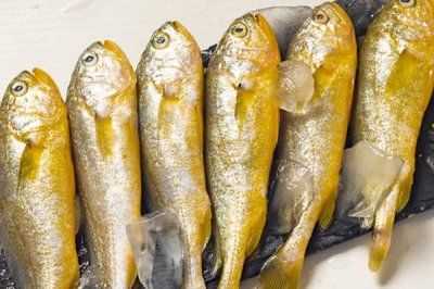 小黃魚的產(chǎn)地，我國舟山群島附近海區(qū)常見