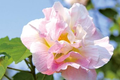 木芙蓉花的寓意，寓意純潔美麗、富貴吉祥等