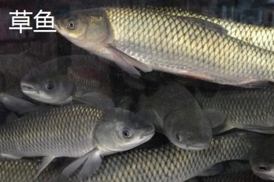 新關(guān)東魚鉤有哪些優(yōu)缺點(diǎn)，釣大魚有優(yōu)勢，釣小魚效果不佳