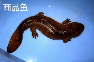 娃娃魚商品魚和種魚的鑒別方法，商品魚的色澤一般比較蒼白