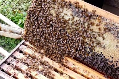 蜂群合并后第二天是什么狀態(tài)，秩序一般會(huì)恢復(fù)正常