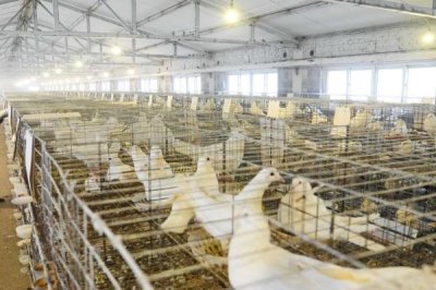 養(yǎng)殖鴿子怎么檢查健康狀況，健康的鴿子比較活潑且敏感