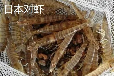 東方對蝦的產(chǎn)地，主產(chǎn)于東海、黃海、勃海等海域