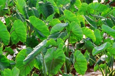 芋頭的種植時(shí)間，一般在3月上中旬種植