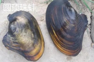 圓頂珠蚌的產(chǎn)地，主產(chǎn)于我國南北方地區(qū)的江河湖泊