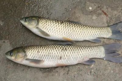 哪些土地可以挖魚塘，除基本農(nóng)田外其他土地在有關(guān)部門審批后都可以